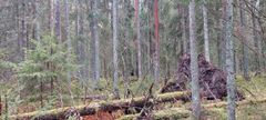 Havumetsä, jossa näkyy kaatuneita puita ja sammalpeitteistä maata.