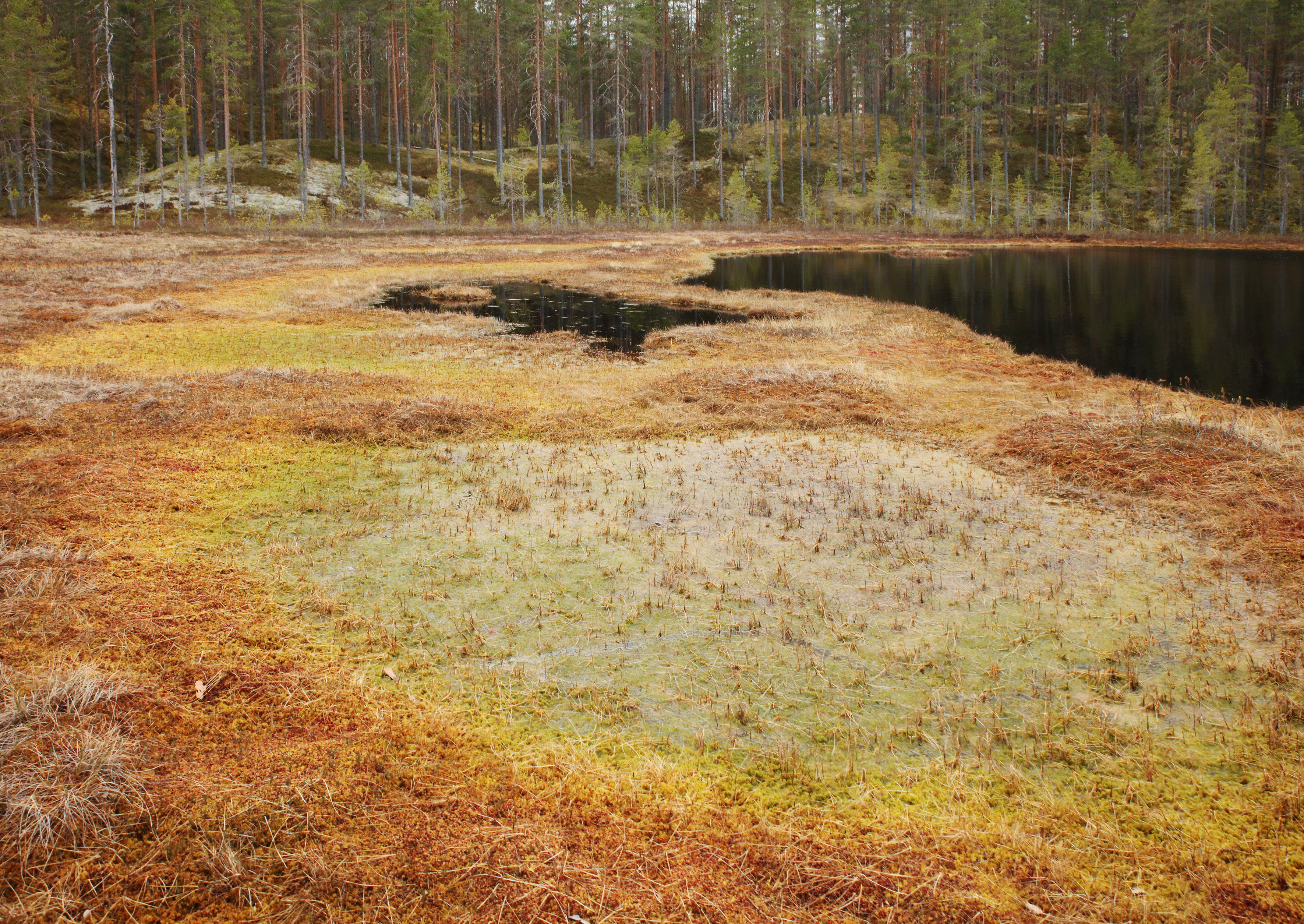 Damicon Kraa lahjoitti 18 hehtaaria metsää suojeltavaksi Nurmeksessa
