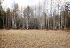 Avoin metsäalue, jossa on kuivia, kellertäviä kasveja ja taustalla lehdettömiä koivuja.