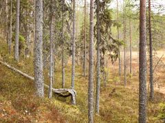 Metsämaisema, jossa on korkeita puita ja sammalpeitteinen maasto.