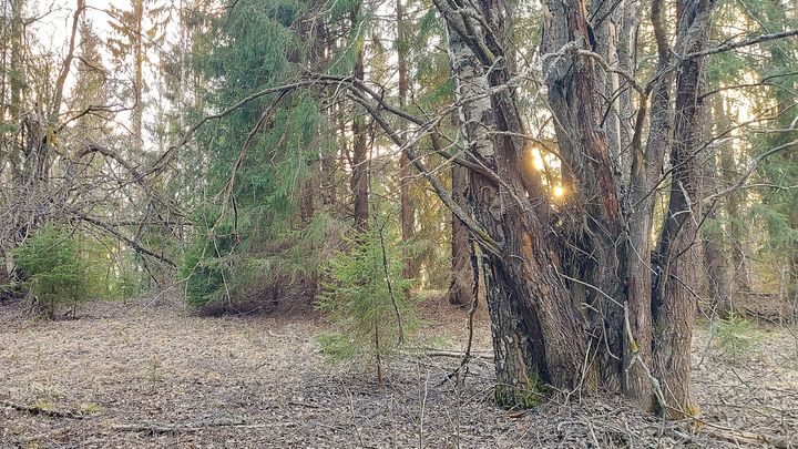 Aurinkoinen metsämaisema, jossa näkyy suuria puita ja aluskasvillisuutta.