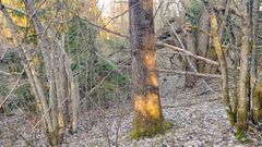Metsämaisema, jossa näkyy puita ja lehtiä maassa.