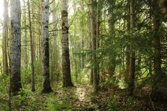 Kuvassa metsää, jossa on tiheää kasvustoa ja erilaisia puita.