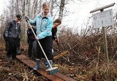 Oppilaat työskentelevät yhdessä kulkemassa pitkospuita pitkin metsässä, yksi pitelee harjaa ja toinen haravaa.