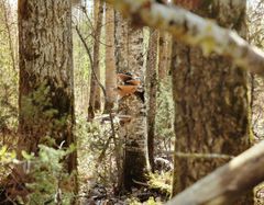 Metsämaisema, jossa on koivuja. Koivun rungossa kasvaa kääpiä.