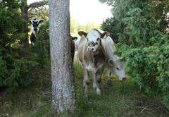 Lehmiä metsälaitumella puiden ja kuusten keskellä, yksi ruskeavalkoinen lehmä katsoo kameraan.