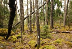 Sammaleinen havumetsä, jossa kaatunut puunrunko nojaa toista puuta vasten. Maassa ja kivillä runsaasti vihreää sammalta.