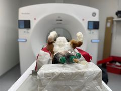 Vida-koira polvien ja lannerangan kuvauksessa uudessa eläinsairaalassa