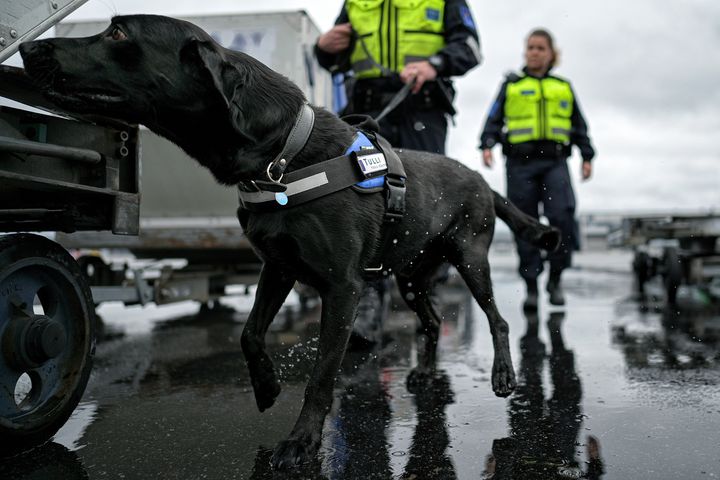 Tullikoira työskentelee