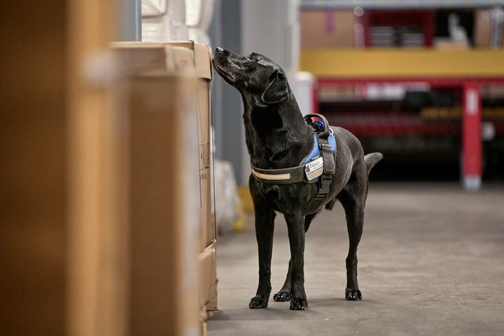 Tullikoira Hessu rahtivarastossa Helsinki-Vantaan lentoasemalla.