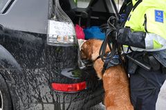 Kuva: Tullivirkailija ja koira tarkastavat auton takakonttia.