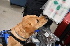 Vaalea koira Tullin valjaissa nuuskii matkalaukkua Helsinki-Vantaan lentokentällä.