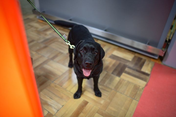 Kuvassa musta koira seisomassa sisätiloissa lattialla, hihna kiinnitettynä.