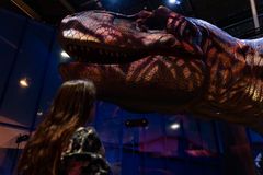 Nainen katsoo museossa suurta Tyrannosaurus Rexin päätä.