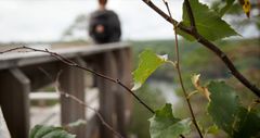 Etualalla koivunoksa, taustalla henkilö seisoo sillalla.