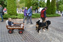 Markkinoilla on myös vetokoiria, jotka vetävät pieniä kärryissä.