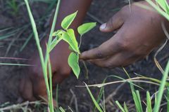 The planted trees help mitigate climate change and prevent local deforestation, improve the microclimate, food security, and the availability of firewood. The photo shows a mango tree seedling.