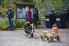 Vetokoirat vetävät pienokaisia kärryissä. Paikalla on myös siliteltäviä koiria ja poneja.