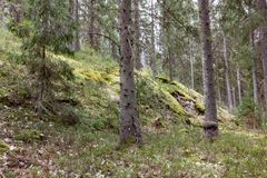 Kuvassa on havupuumetsää ja vehreää sammalta maassa.