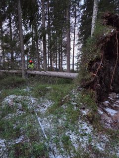 Hannes-myrskyn korjaustöitä Elenian sähköverkossa