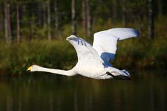 Joutsenten suojelu on Elenialle pitkäjänteistä ja määrätietoista työtä, jota tehdään yhteistyössä paikallisten asukkaiden, lintuharrastajien ja BirdLife Suomen kanssa.