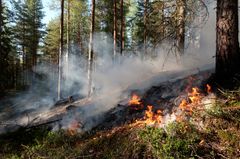 Metsässä on maassa liekkejä ja savua niiden yläpuolella.