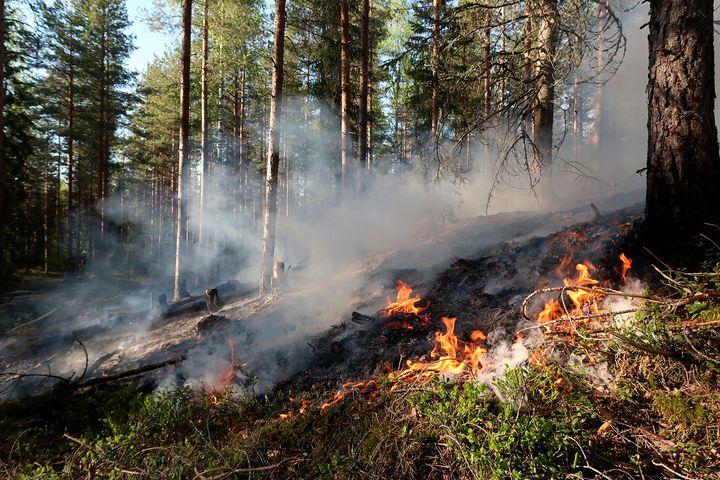 Metsässä on maassa liekkejä ja savua niiden yläpuolella.