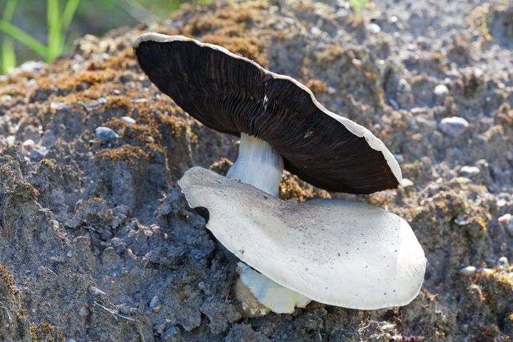 Sieni kasvaa kiven päällä, lakki on tummanruskea ja helttapuoli vaalea.