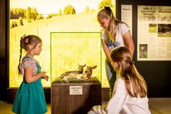 Kolme lasta tutkii vitriinissä olevaa täytettyä eläintä museossa.