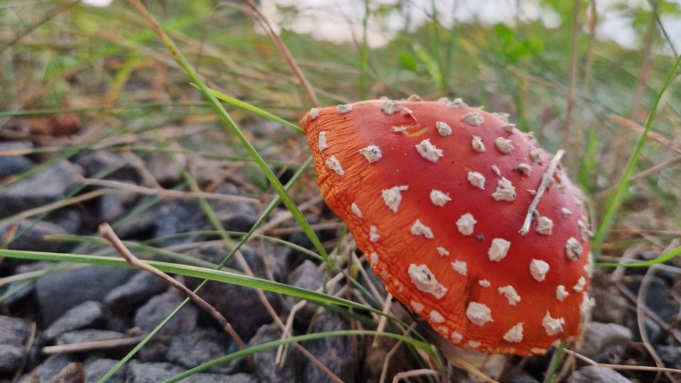 Vapriikissa pääsee 20.9. tunnistamaan vaarallisten myrkkysienien ohella myös hyviä ruokasieniä. Heli Nousiainen