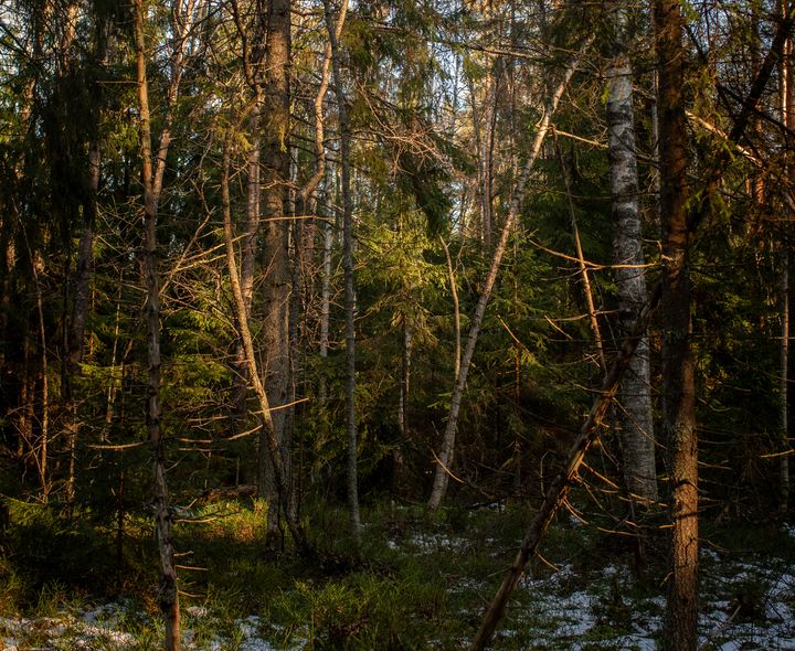 Espoon keskuspuisto laajenee ja monia viheralueita säästeään rakentamiselta.