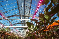 LED-valot kasvihuoneen katossa kasvillisuuden yläpuolella.