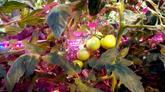 Tomatplantor med LED-belysning i ett växthus.