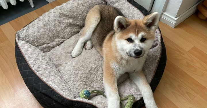 Akita-pentu