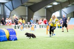 Ruotsalaiset Enya Habel ja shetlanninlammaskoira Party vauhdissa agilityradalla.