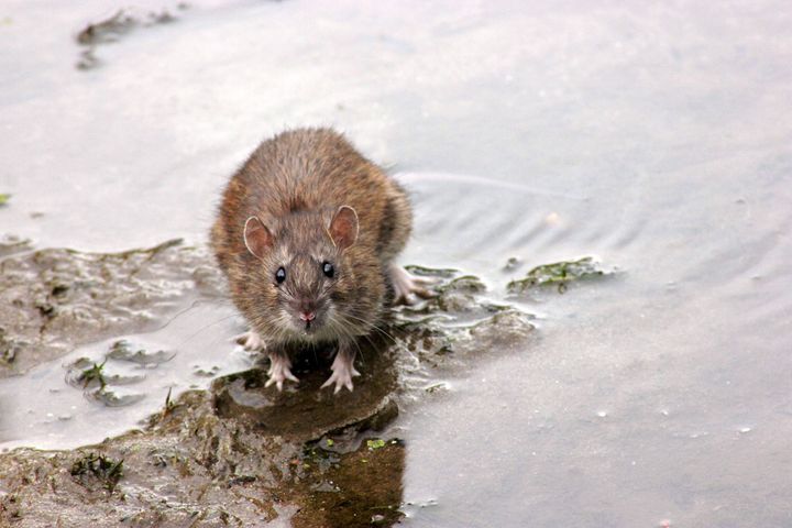 Rotta voi päästä viemäriverkostoon esimerkiksi sadevesikaivojen kautta.