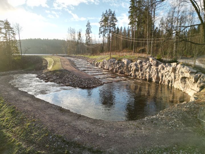 Pitkäjänteinen suunnittelutyö mahdollisti uhanalaisen taimenen nousureitin palauttamisen Espoossa.