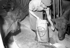 Lehmien ruokintaa Tammistossa 1959