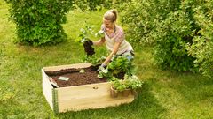 Nainen istuttaa mansikan taimia mullalla täytettyyn lavakaulukseen, jonka reunassa kasvaa yrttejä.