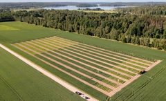 Kasvuohjelman koeruutuja Halikossa