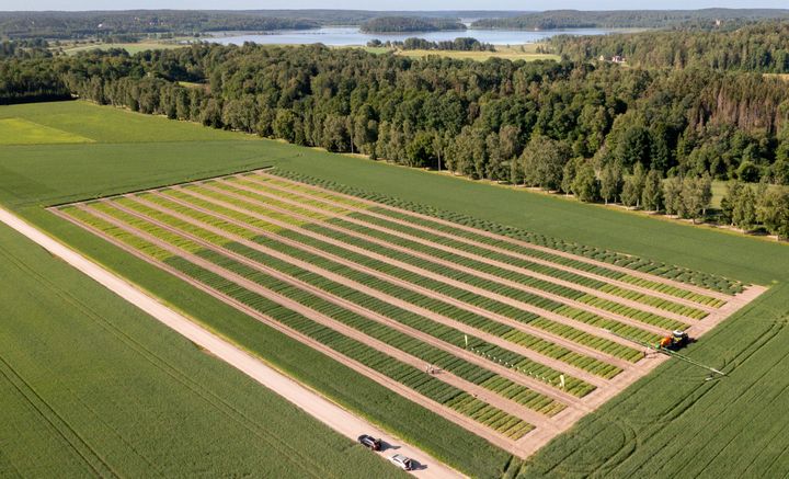 Kasvuohjelman koeruutuja Halikossa