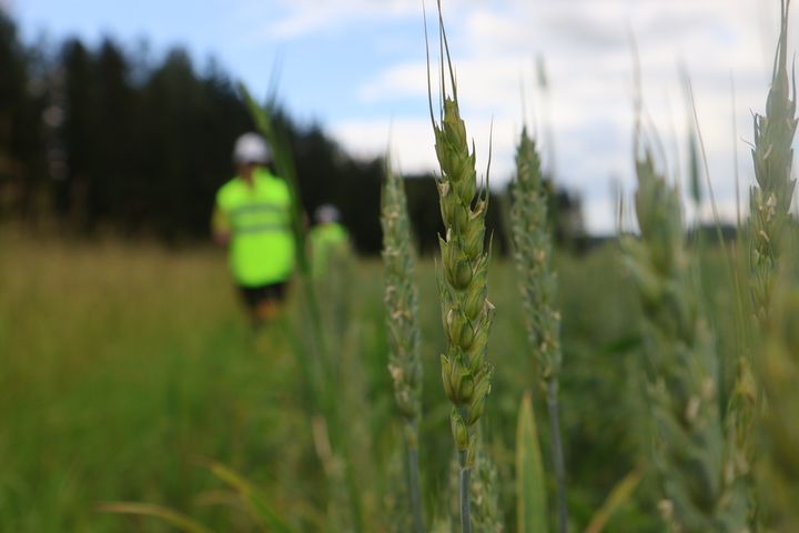 i bakgrunden personer i varselvästar, i förgrunden växtlighet