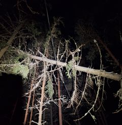 Hannes-myrskyn aiheuttamia tuhoja metsässä. Puu ilmajohdon päällä. Kuvituskuva: Caruna.