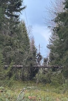 puita kaatuneena ilmajohdon päälle metsässä. Kuva: Caruna.