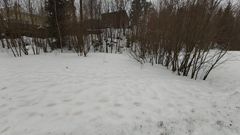 Lumihanki, jonka päällä näkyy ruskeaa väriä.