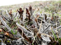 Tunturileikovarpio, joka on vahingoittunut, kun vettä on satanut lumen päälle.