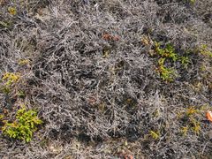 Empetrum nigrum killed by extreme winter warming.