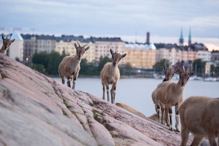 Markhor-vuohet Korkeasaaren kallioilla