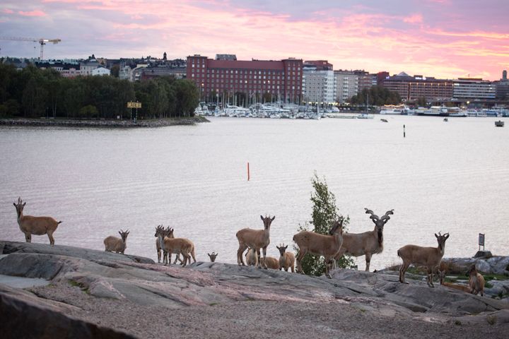 Markhorit auringonlaskussa Korkeasaaren kallioilla. Kuva: Annika Sorjonen / Korkeasaaren eläintarha.
