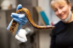 Brasiliansateenkaariboa Pedro löytyi hyväkuntoisena. Taustalla käärmeen löytänyt eläintenhoitaja. Kuva: Mari Lehmonen / Korkeasaaren eläintarha